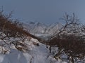 Snow-covered hiking path leading through forest of bare birch trees in Skaftafell national park with SkaftafellsjÃÂ¶kull glacier. Royalty Free Stock Photo