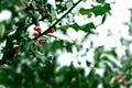 Snow covered holly bush