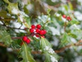 Snow covered holly and red berries. British Columbia, Canada Royalty Free Stock Photo