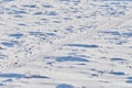 Snow-covered ice surface of the river on a winter day. Traces of people and animals. Light and shade.