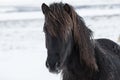 Snow Covered Icelandic Horse