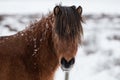 Snow Covered Icelandic Horse