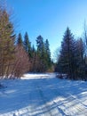 Snow covered icy road through the forest, snow covered trees against cloudless blue sky Royalty Free Stock Photo