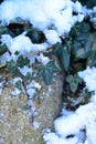 Snow covered ivy branches on a stone fence. Royalty Free Stock Photo