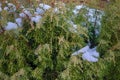 snow covered juniper branches close-up Royalty Free Stock Photo