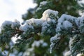Snow-covered Juniperus squamata Blue carpet needles Royalty Free Stock Photo