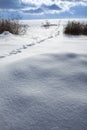 Snow covered landscape with coyote tracks, in Windsor, Connecticut