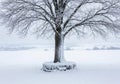 A snow-covered landscape features a leafless Royalty Free Stock Photo
