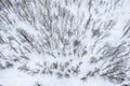 Snow-covered winter landscape with frozen bare trees after snowfall. aerial view Royalty Free Stock Photo