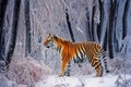 Snowy Majesty: A Tiger in the Winter Forest - generative ai