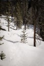 A snow covered landscape near Vail, Colorado. Royalty Free Stock Photo