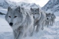 Snow-covered landscape with a pack of Arctic wolves walking in formation Royalty Free Stock Photo