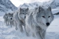 Snow-covered landscape with a pack of Arctic wolves walking in formation Royalty Free Stock Photo
