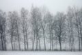 snow-covered landscape, snowy misty scenery, tree silhouettes in the fog