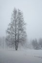 snow-covered landscape, snowy misty scenery, trees in thick fog