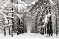 snow-covered larch alley in urban park in winter