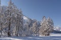 Snow covered larch and fir trees in the highlands. The snow spar