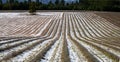 Snow covered lavander fields ,winter landscape provence , France