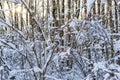 Snow covered leafless trees in winter forest Royalty Free Stock Photo