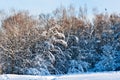 Snow covered leafless trees in winter forest Royalty Free Stock Photo