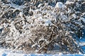 Snow covered leafless trees in winter forest Royalty Free Stock Photo