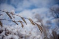 Snow Covered Leaves Against The Sky Royalty Free Stock Photo