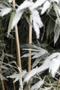 Snow On Bamboo Tree Leaves Royalty Free Stock Photo