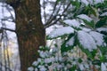 Snow covered leaves with blurred out tree in background Royalty Free Stock Photo