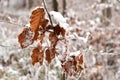 Snow covered leaves Royalty Free Stock Photo