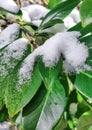 Snow covered leaves. Royalty Free Stock Photo