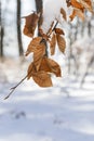 Snow covered leaves in winter Royalty Free Stock Photo