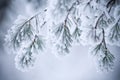 Snow covered leaves in winter Royalty Free Stock Photo