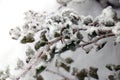 Snow covered leaves Royalty Free Stock Photo