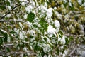 Snow covered leaves in winter. Bush with green leaves covered with snow Royalty Free Stock Photo