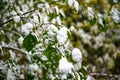 Snow covered leaves in winter. Bush with green leaves covered with snow Royalty Free Stock Photo