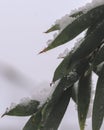 Snow Covered Leaves in Winter Royalty Free Stock Photo