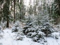 Snow covered little spruce trees