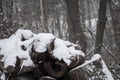 Snow covered log pile in winter Royalty Free Stock Photo
