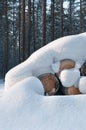 Snow covered log pile Royalty Free Stock Photo