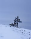 Snow covered lonely pine tree on mountain Demerdzhi after blizzard in spring. Crimea Royalty Free Stock Photo