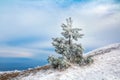 Snow covered lonely spruce fir tree on top of a mountain against a blue sky, christmas background Royalty Free Stock Photo