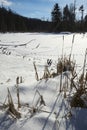 Snow covered marsh with coyote tracks, in Windsor, Connecticut