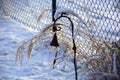 Snow covered a metal winter garden decoration in front of chain-link fence, snow idyll with ornamental grass and metal bell jar in Royalty Free Stock Photo