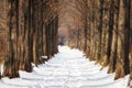 Snow covered metasequoia road Royalty Free Stock Photo