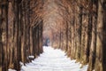 Snow covered metasequoia road Royalty Free Stock Photo