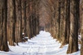 Snow covered metasequoia road Royalty Free Stock Photo