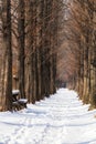 Snow covered metasequoia road Royalty Free Stock Photo