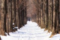 Snow covered metasequoia road Royalty Free Stock Photo