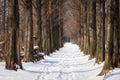 Snow covered metasequoia road Royalty Free Stock Photo