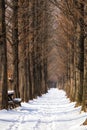 Snow covered metasequoia road Royalty Free Stock Photo